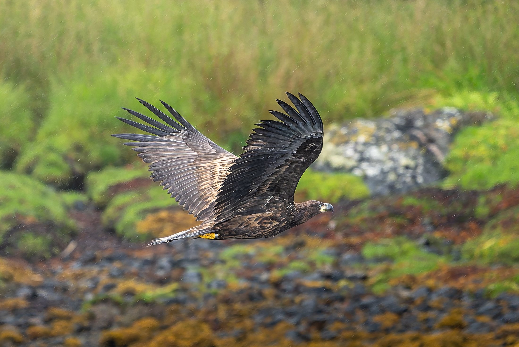 White-tailed eagle over the shore